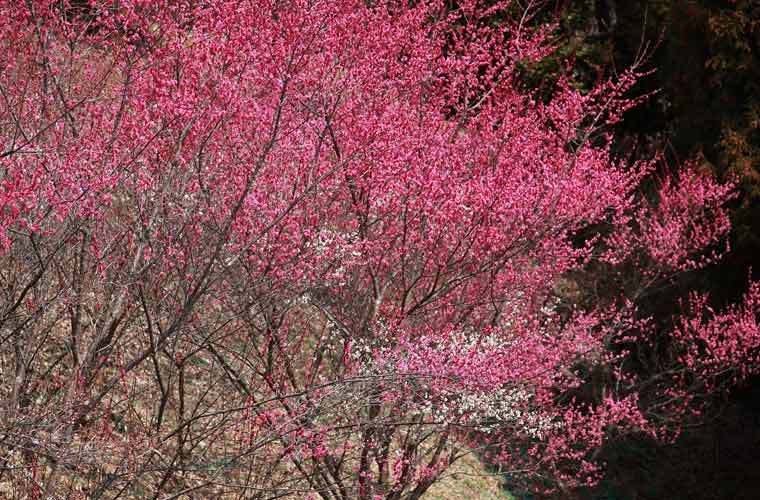 梅林公園