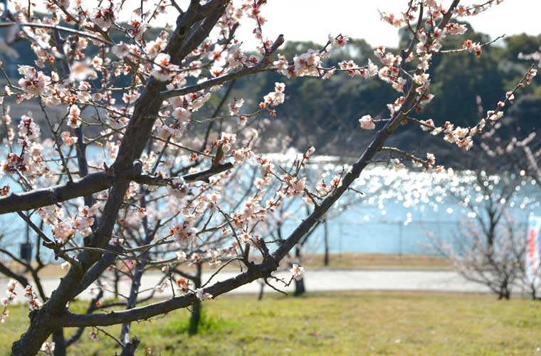 佐布里池梅林(佐布里緑と花のふれあい公園)
