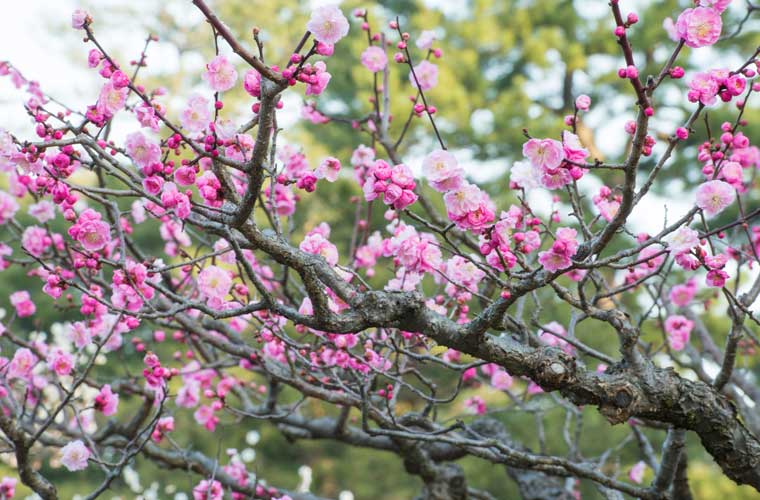 兼六園
