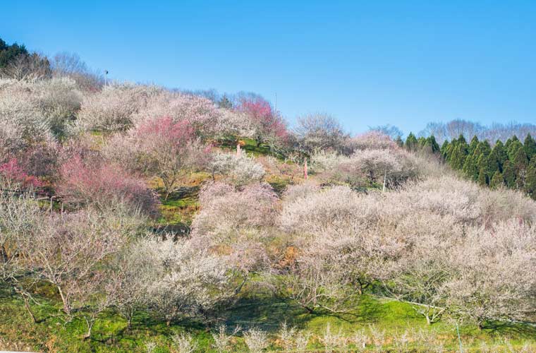 津山市神代 梅の里公園