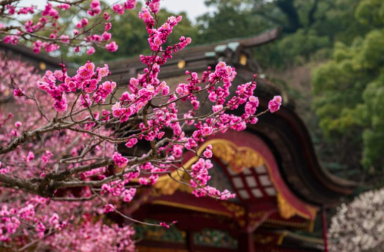 「北海道　桜　梅」の画像検索結果