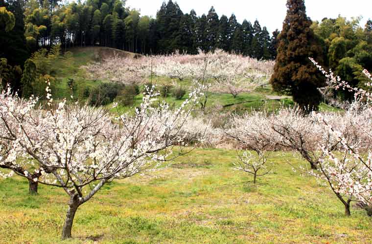 谷川梅林