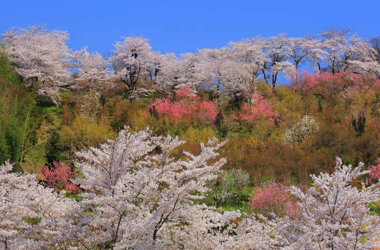 花見山公園