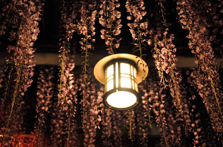 大中臣神社のフジ