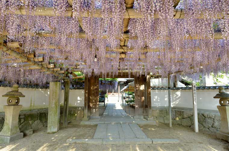 禎祥寺観音堂の藤