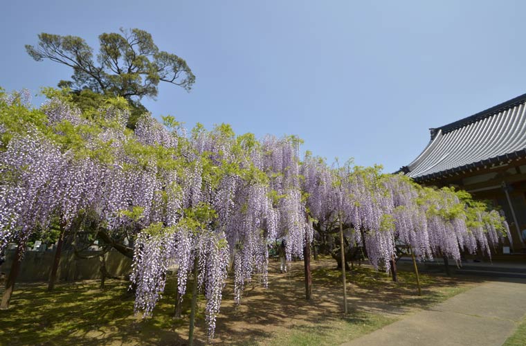 住雲寺