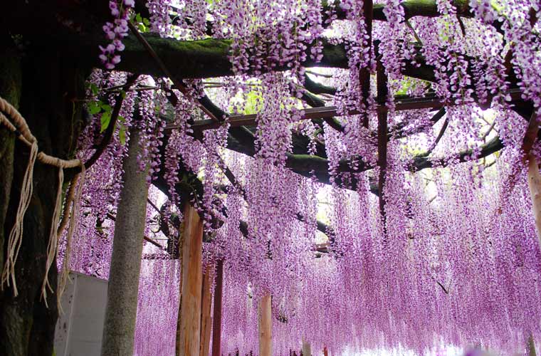 大歳神社の千年藤
