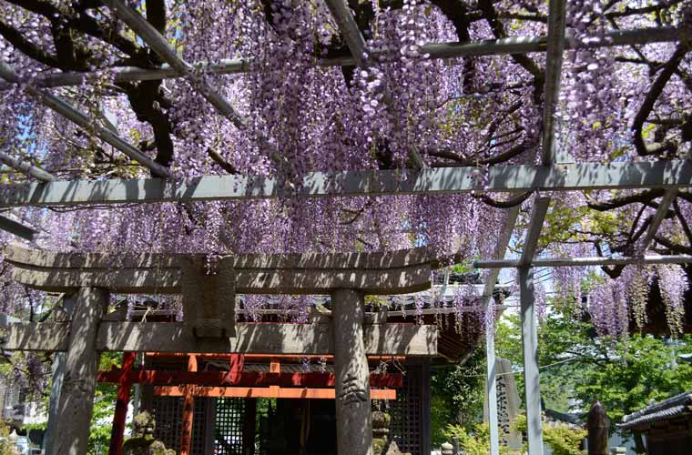 大歳神社の千年藤