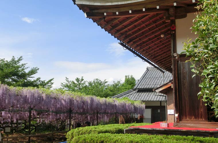 正法寺の藤