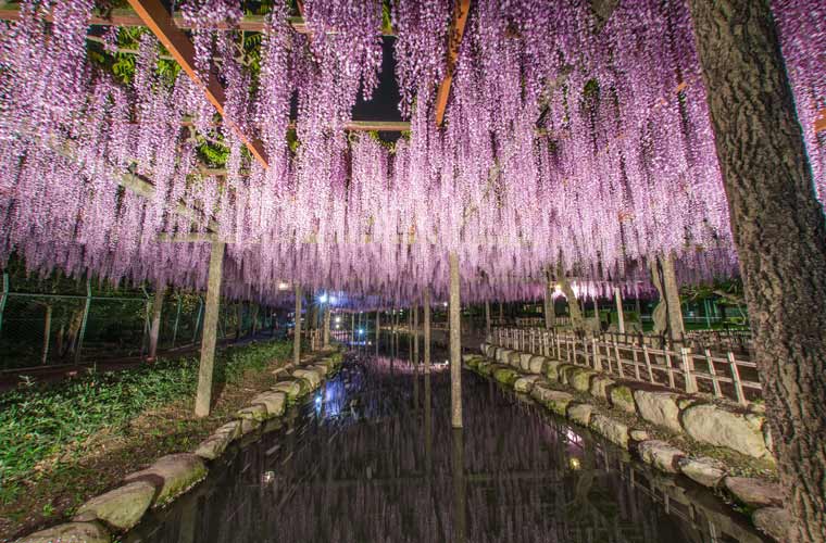 春の絶景 美しい藤の名所 藤まつり年 楽天トラベル