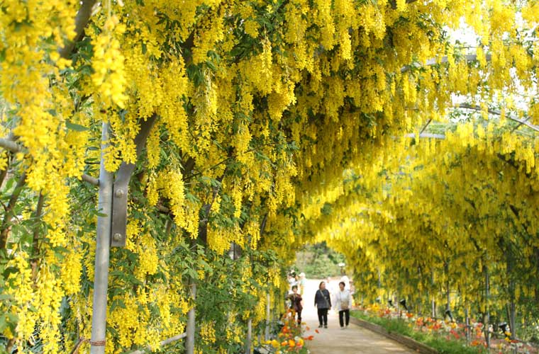 春の絶景 美しい藤の名所 藤まつり年 楽天トラベル