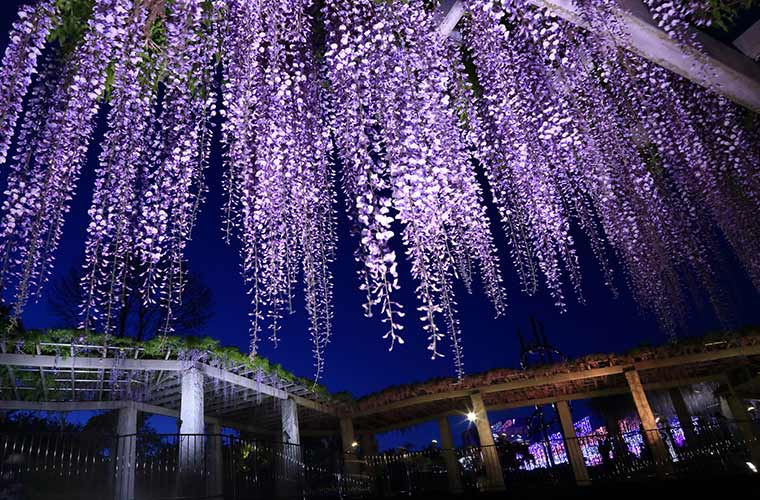 ふじの咲く丘・ふじふれあい館