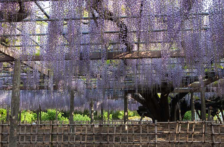 玉敷公園(たましきこうえん)