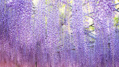 春の絶景 美しい藤の名所 藤まつり年 楽天トラベル