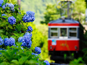 箱根の紫陽花と登山電車