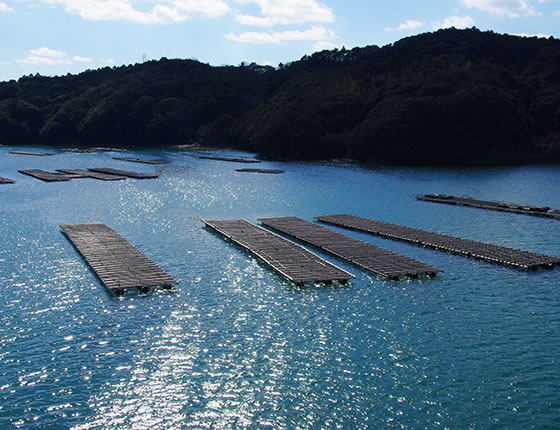 三重県 牡蠣の養殖筏