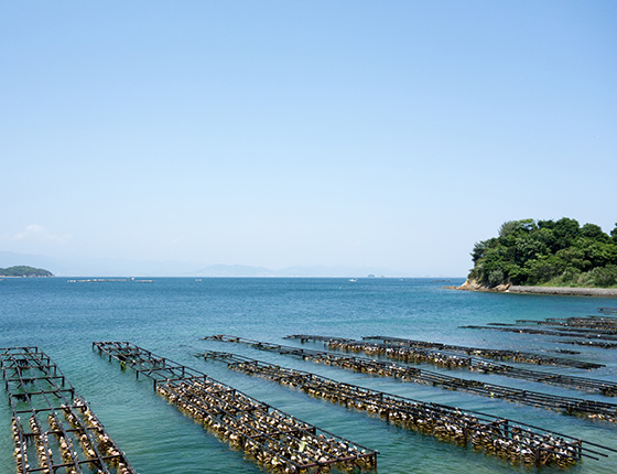 江田島のかき筏