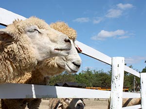 岡山　ドイツの森