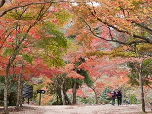 宮島 紅葉谷公園