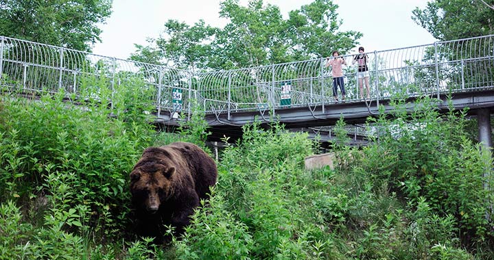 「クマの森」に整備される「遊歩道」では、高い場所からヒグマを観察できる