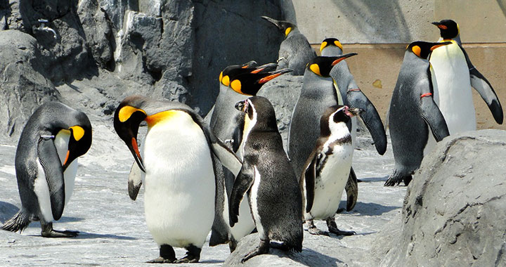 水中トンネルを飛ぶように泳ぐペンギンの姿も観察できる「ぺんぎん館」