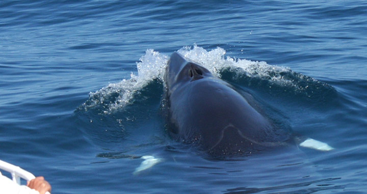 イルカやクジラなどを間近に撮影できるチャンス！