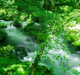 日本一美しい渓流沿いにある唯一のホテル「星野リゾート　奥入瀬渓流ホテル」で森に癒される旅
