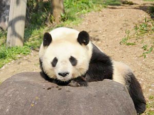王子動物園