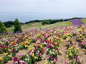 あわじ花さじき