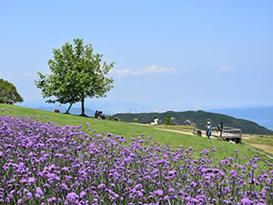 兵庫県立公園あわじ花さじき