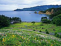 黄金崎花畑
