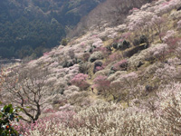 幕山公園