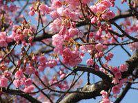 第3回土肥桜まつり