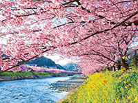 河津桜