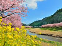 みなみの桜と菜の花まつり