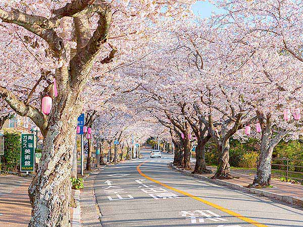 伊豆高原　桜並木