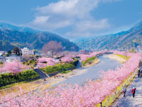 河津桜