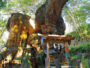 来宮神社
