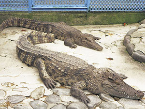 熱川バナナワニ園