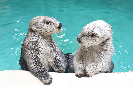 鳥羽水族館