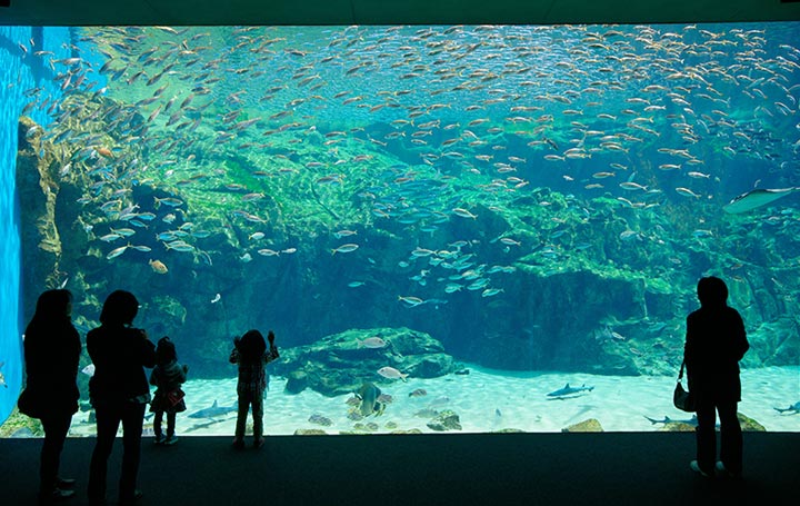 約120種１万3000匹の生きものがくらす九十九島湾大水槽