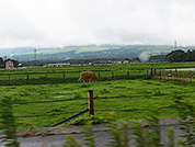 取材日はあいにくの雨でしたが、阿蘇にて元気に放牧中の赤牛を発見！
