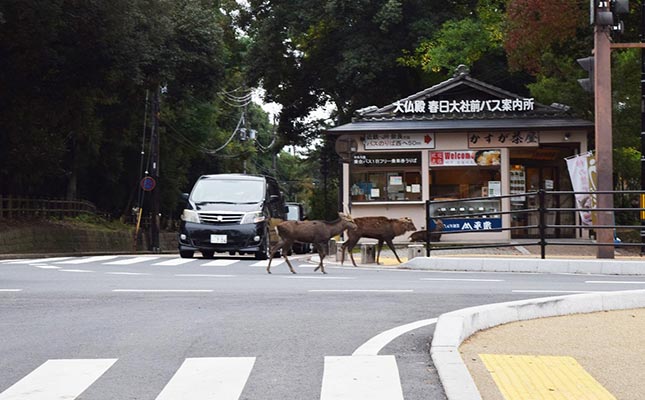 鹿と出合って、路地裏迷子。