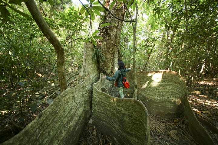 トレッキング中には樹齢数百年のサキシマスオウの木も！