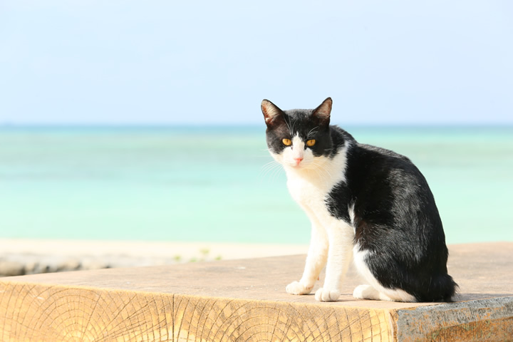 コンドイ浜にて。竹富島のビーチにはかわいい猫がいっぱい！