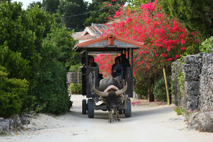 集落をゆっくりとめぐる水牛車観光も、竹富島の名物のひとつ