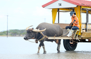 由布島の水牛車