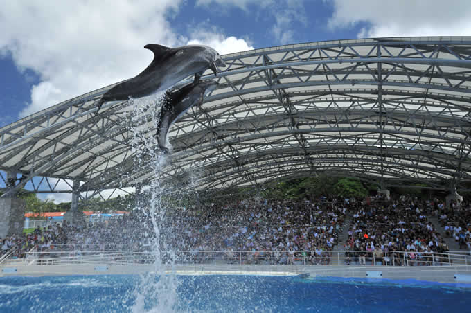 水族館外オキちゃん劇場ではイルカのショーが繰り広げられる（画像提供：海洋博公園）