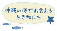 沖縄の海で出会える生き物たち