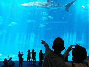 沖縄美ら海水族館